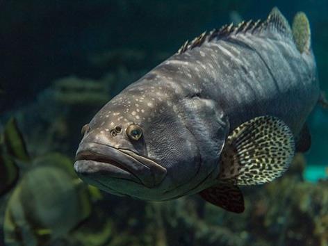 Cá Mú Nguyên Con, Cá Mú Đông Lạnh Giá Tốt – Đại Cát Tường Seafood
